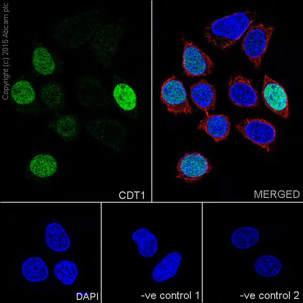 Immunocytochemistry/ Immunofluorescence - Anti-CDT1/DUP antibody [EPR17891] - BSA and Azide free (AB236152)