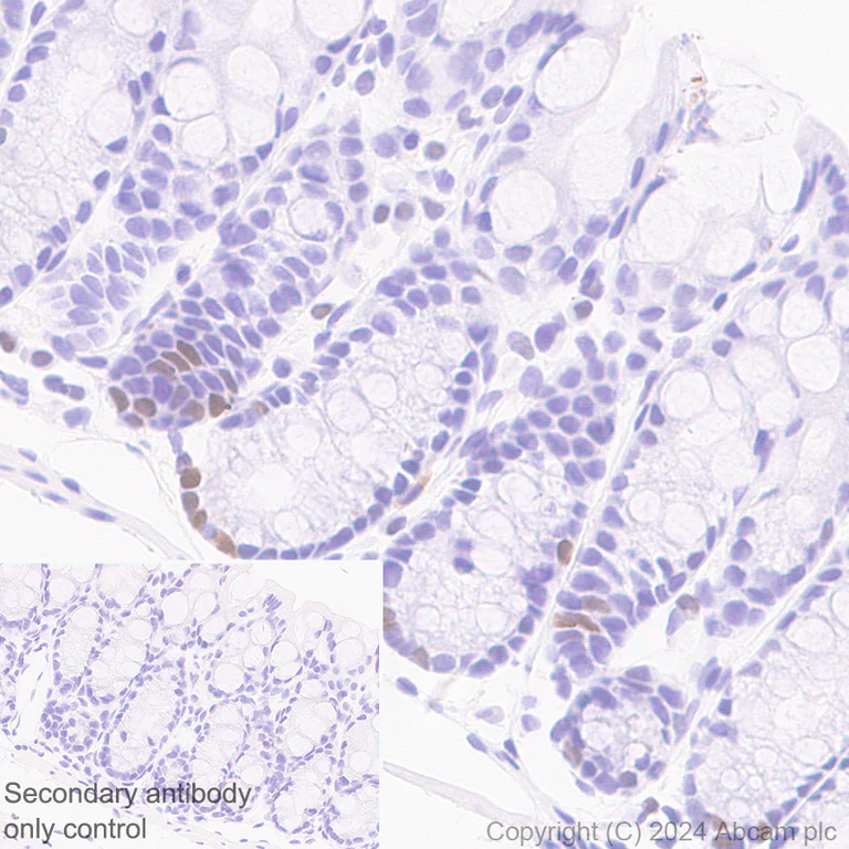 Immunohistochemistry (Formalin/PFA-fixed paraffin-embedded sections) - Anti-CDT1/DUP antibody [EPR27439-67] - BSA and Azide free (AB316962)