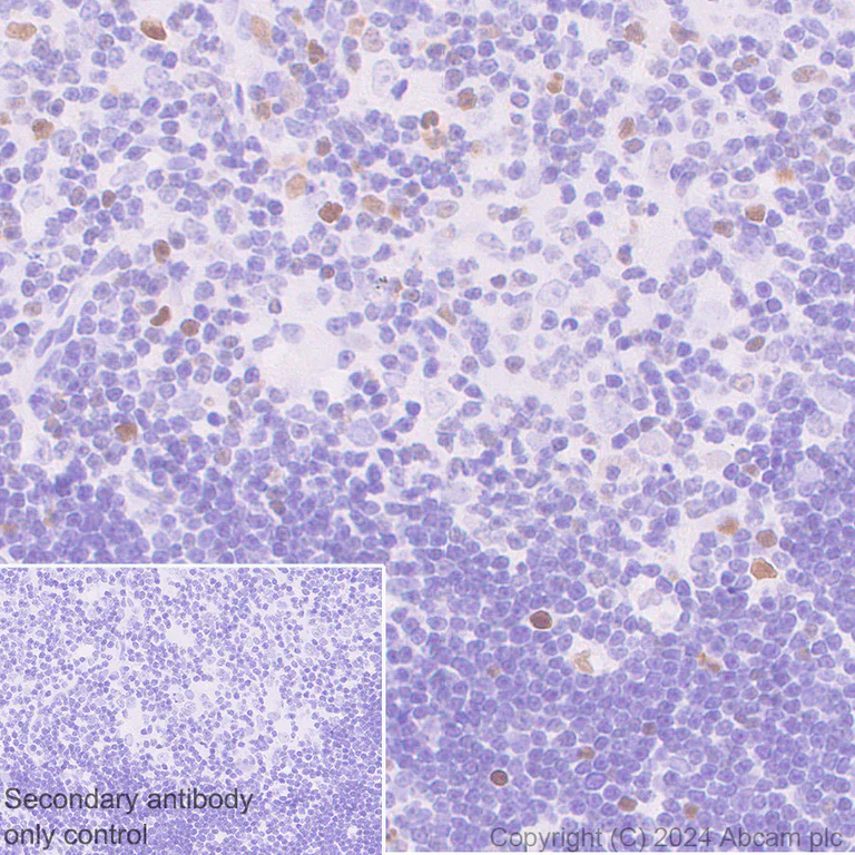 Immunohistochemistry (Formalin/PFA-fixed paraffin-embedded sections) - Anti-CDT1/DUP antibody [EPR27439-67] - BSA and Azide free (AB316962)
