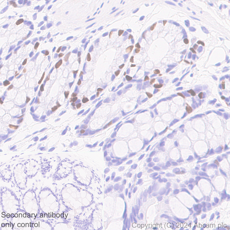 Immunohistochemistry (Formalin/PFA-fixed paraffin-embedded sections) - Anti-CDT1/DUP antibody [EPR27439-67] - BSA and Azide free (ab316962), expandable thumbnail