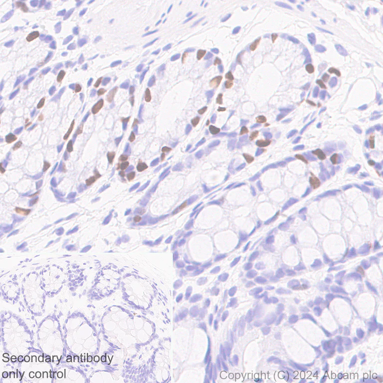 Immunohistochemistry (Formalin/PFA-fixed paraffin-embedded sections) - Anti-CDT1/DUP antibody [EPR27439-67] - BSA and Azide free (AB316962)