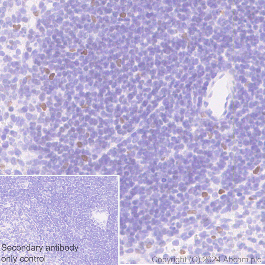 Immunohistochemistry (Formalin/PFA-fixed paraffin-embedded sections) - Anti-CDT1/DUP antibody [EPR27439-67] - BSA and Azide free (AB316962), expandable thumbnail