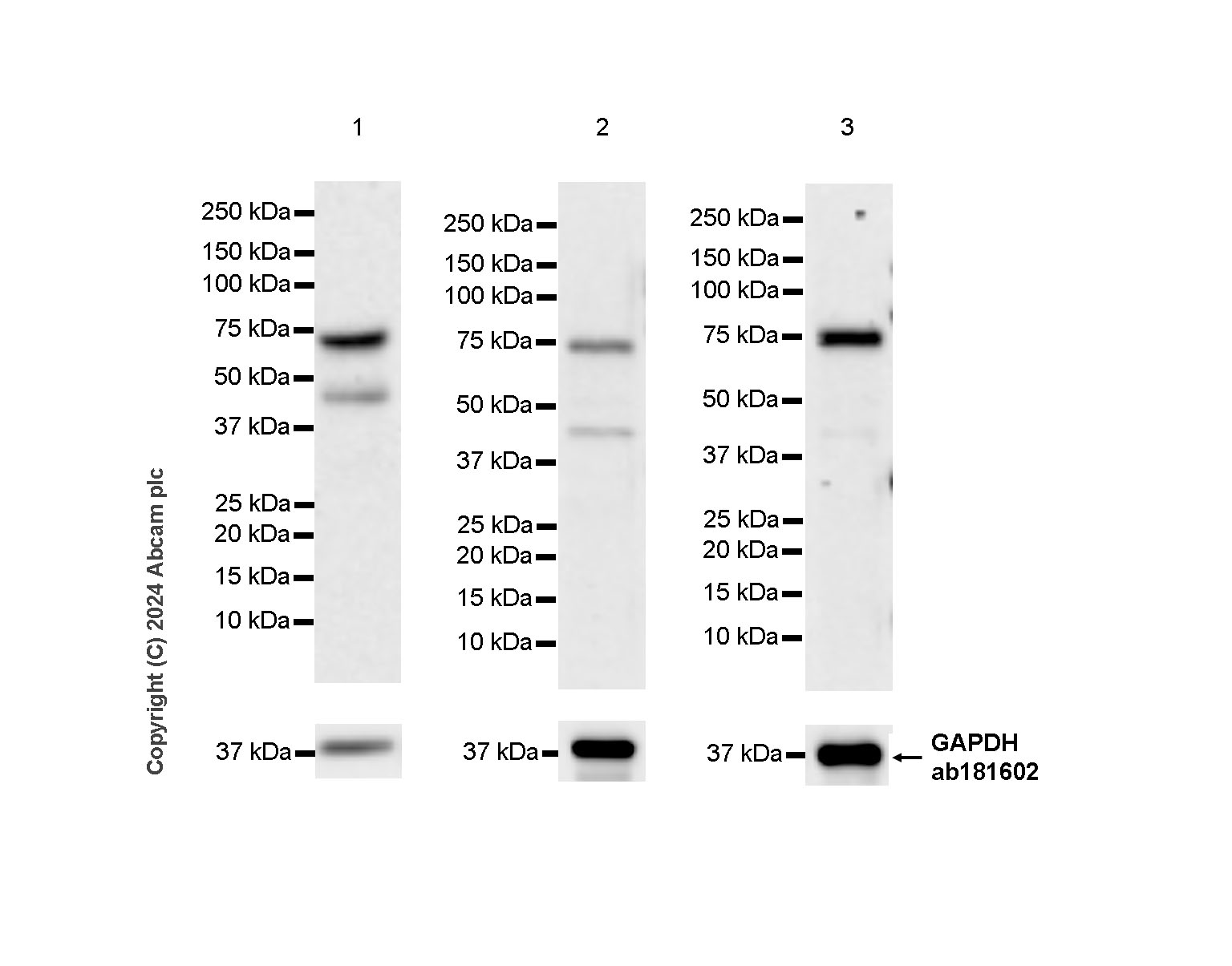 Western blot - Anti-CDT1/DUP antibody [EPR27439-67] - BSA and Azide free (AB316962), expandable thumbnail