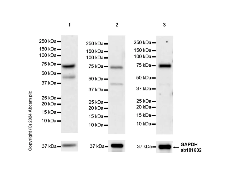 Western blot - Anti-CDT1/DUP antibody [EPR27439-67] - BSA and Azide free (AB316962)
