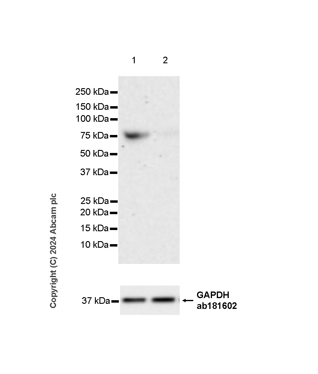 Western blot - Anti-CDT1/DUP antibody [EPR27439-67] - BSA and Azide free (AB316962), expandable thumbnail