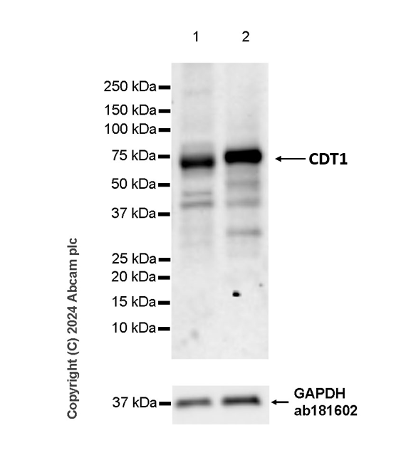 Western blot - Anti-CDT1/DUP antibody [EPR27439-67] - BSA and Azide free (AB316962), expandable thumbnail