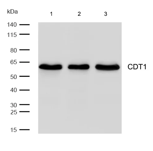 Western blot - Anti-CDT1/DUP antibody [SR3533] (AB326693)