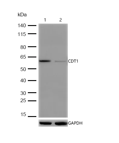 Western blot - Anti-CDT1/DUP antibody [SR3533] (AB326693)