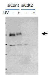 Western blot - Anti-CDT2/RAMP antibody (AB174385)