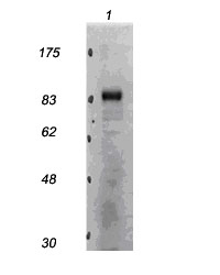 Western blot - Anti-CDT2/RAMP antibody (AB174385), expandable thumbnail