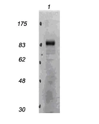 Western blot - Anti-CDT2/RAMP antibody (AB174385)