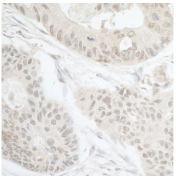 Immunohistochemistry (Formalin/PFA-fixed paraffin-embedded sections) - Anti-CDT2/RAMP antibody (AB72264)