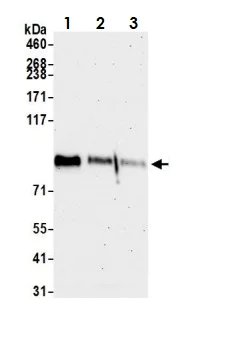 Western blot - Anti-CDT2/RAMP antibody (AB72264)