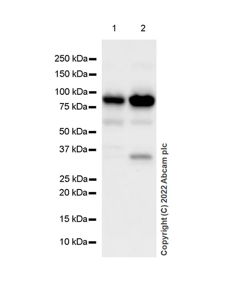 Western blot - Anti-CDT2/RAMP antibody [EPR26845-75] (AB306556)