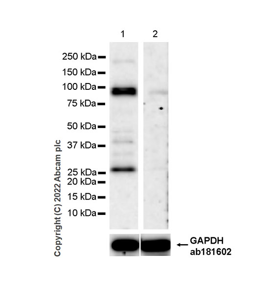 Western blot - Anti-CDT2/RAMP antibody [EPR26845-75] (AB306556), expandable thumbnail