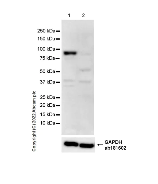Western blot - Anti-CDT2/RAMP antibody [EPR26845-75] (AB306556)