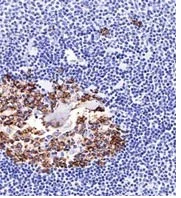 Immunohistochemistry (Formalin/PFA-fixed paraffin-embedded sections) - Anti-CDw75 antibody [LN-1] (AB233965)