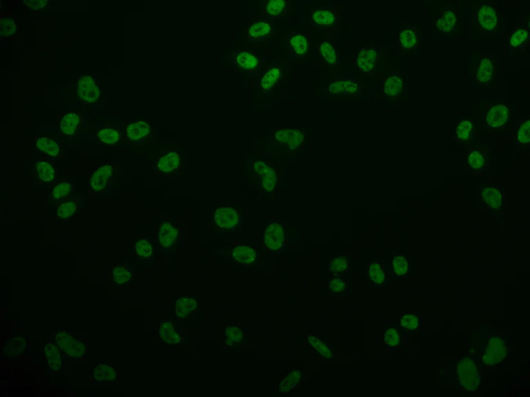 Immunocytochemistry/ Immunofluorescence - Anti-Cdx1 antibody [11E10] (AB314022)