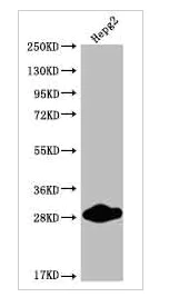 Western blot - Anti-Cdx1 antibody [11E10] (AB314022)
