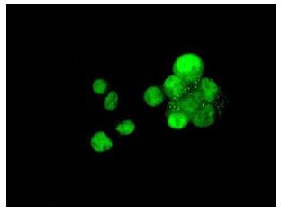Immunocytochemistry/ Immunofluorescence - Anti-Cdx1 antibody [EPR4819(2)] - BSA and Azide free (AB248164), expandable thumbnail