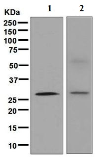 Western blot - Anti-Cdx1 antibody [EPR4819(2)] - BSA and Azide free (AB248164), expandable thumbnail