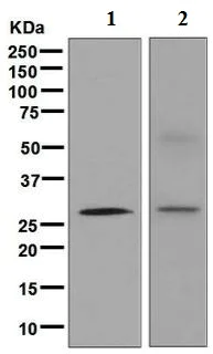 Western blot - Anti-Cdx1 antibody [EPR4819(2)] - BSA and Azide free (AB248164)