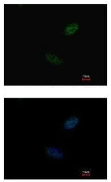 Immunocytochemistry/ Immunofluorescence - Anti-CDX2 antibody (AB227201)