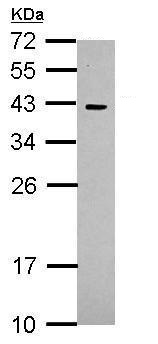 Western blot - Anti-CDX2 antibody (AB227201), expandable thumbnail