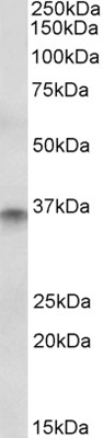 Western blot - Anti-CDX2 antibody (AB48009), expandable thumbnail