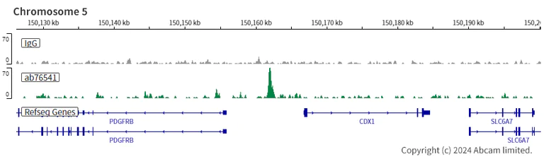 ChIC/CUT&RUN sequencing - Anti-CDX2 antibody [EPR2764Y] (AB76541)