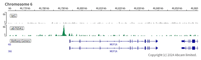 ChIC/CUT&RUN sequencing - Anti-CDX2 antibody [EPR2764Y] (AB76541)