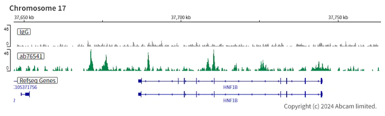 ChIC/CUT&RUN sequencing - Anti-CDX2 antibody [EPR2764Y] (AB76541)