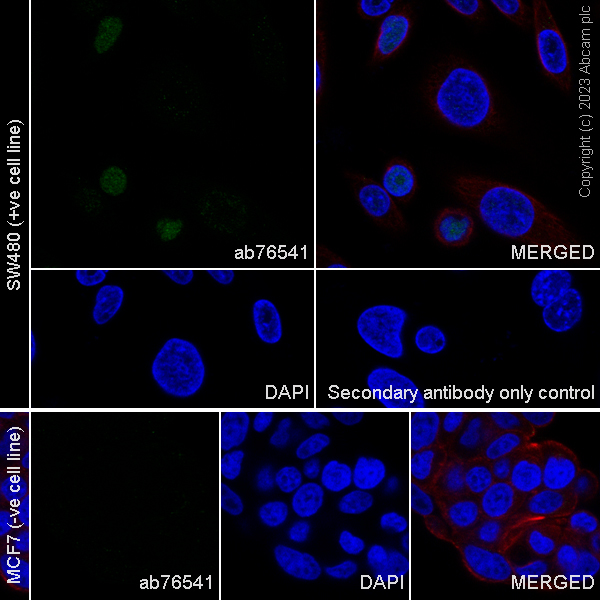 Immunocytochemistry/ Immunofluorescence - Anti-CDX2 antibody [EPR2764Y] - BSA and Azide free (ab220799), expandable thumbnail