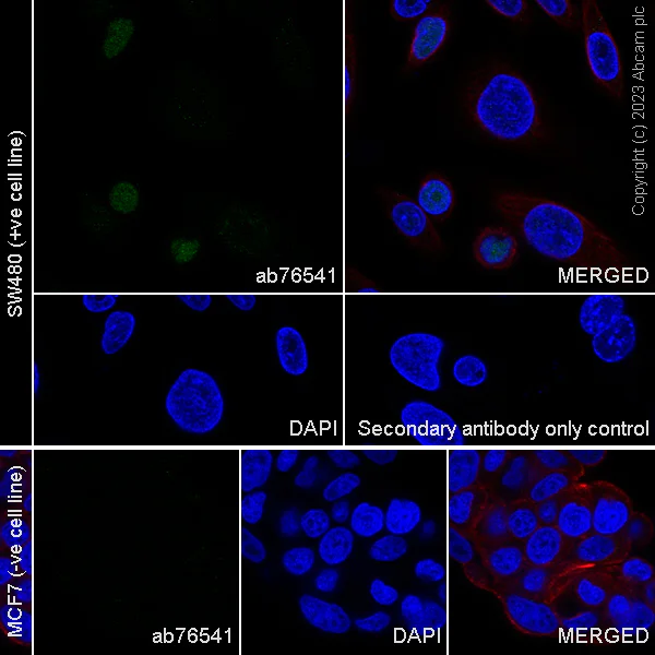 Immunocytochemistry/ Immunofluorescence - Anti-CDX2 antibody [EPR2764Y] - BSA and Azide free (AB220799)