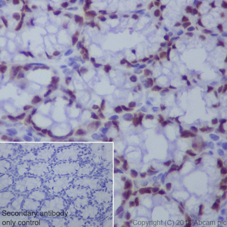 Immunohistochemistry (Formalin/PFA-fixed paraffin-embedded sections) - Anti-CDX2 antibody [EPR2764Y] - BSA and Azide free (AB220799), expandable thumbnail