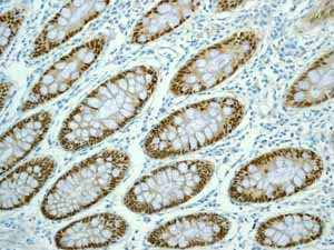 Immunohistochemistry (Formalin/PFA-fixed paraffin-embedded sections) - Anti-CDX2 antibody [EPR2764Y] - BSA and Azide free (ab220799), expandable thumbnail