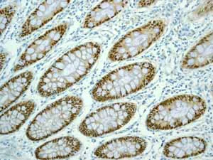 Immunohistochemistry (Formalin/PFA-fixed paraffin-embedded sections) - Anti-CDX2 antibody [EPR2764Y] - BSA and Azide free (AB220799)