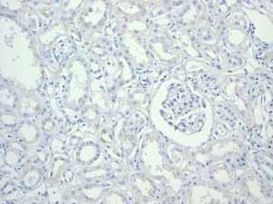 Immunohistochemistry (Formalin/PFA-fixed paraffin-embedded sections) - Anti-CDX2 antibody [EPR2764Y] - BSA and Azide free (ab220799), expandable thumbnail