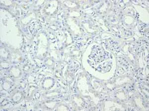 Immunohistochemistry (Formalin/PFA-fixed paraffin-embedded sections) - Anti-CDX2 antibody [EPR2764Y] - BSA and Azide free (AB220799)