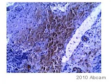 Immunohistochemistry (Formalin/PFA-fixed paraffin-embedded sections) - Anti-CDX2 antibody [EPR2764Y] - BSA and Azide free (AB220799)