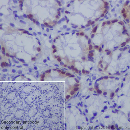 Immunohistochemistry (Formalin/PFA-fixed paraffin-embedded sections) - Anti-CDX2 antibody [EPR2764Y] - BSA and Azide free (AB220799)