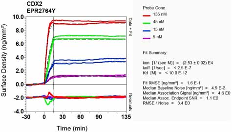 OI-RD Scanning - Anti-CDX2 antibody [EPR2764Y] - BSA and Azide free (ab220799), expandable thumbnail
