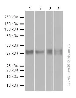 Western blot - Anti-CDX2 antibody [EPR2764Y] - BSA and Azide free (AB220799)