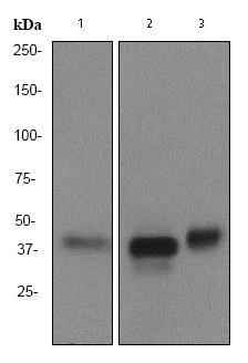 Western blot - Anti-CDX2 antibody [EPR2764Y] - BSA and Azide free (AB220799)