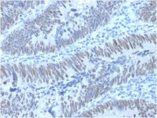 Immunohistochemistry (Formalin/PFA-fixed paraffin-embedded sections) - Anti-CDX2 antibody [PCRP-CDX2-1A3] (AB236536)