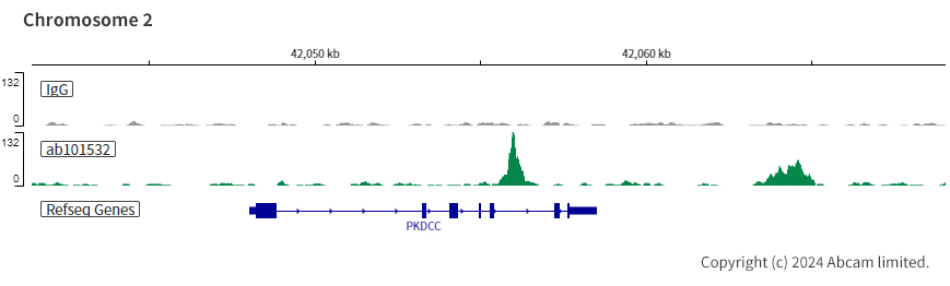 ChIC/CUT&RUN sequencing - Anti-CDX2 antibody [SP54] (ab101532), expandable thumbnail