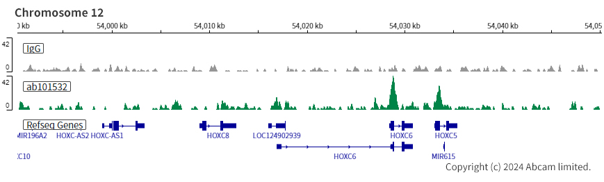 ChIC/CUT&RUN sequencing - Anti-CDX2 antibody [SP54] (AB101532), expandable thumbnail