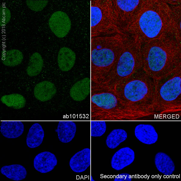 Immunocytochemistry/ Immunofluorescence - Anti-CDX2 antibody [SP54] (AB101532), expandable thumbnail