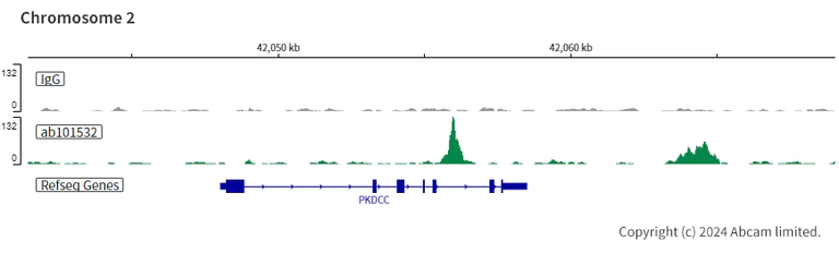 ChIC/CUT&RUN sequencing - Anti-CDX2 antibody [SP54] - BSA and Azide free (AB240936)