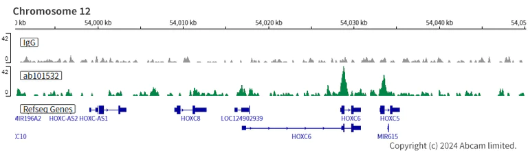 ChIC/CUT&RUN sequencing - Anti-CDX2 antibody [SP54] - BSA and Azide free (AB240936)